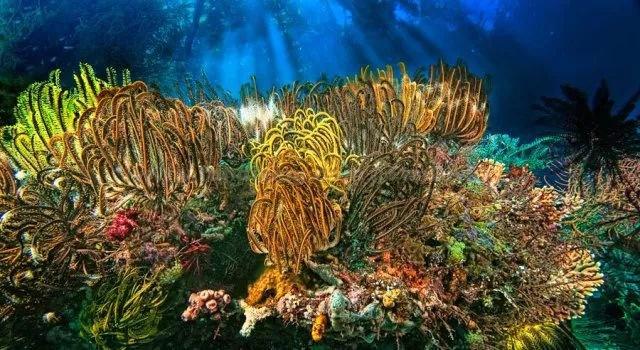 世界中联专家探讨中医药文化传承发展
